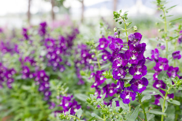 Obraz premium Forget me Not flowers of remembrance, with the former just want