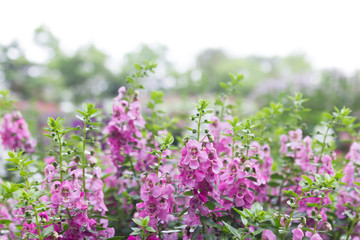 Forget me Not flowers of remembrance, with the former just want