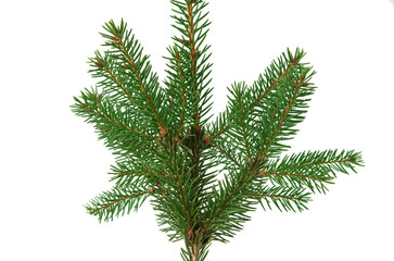 spruce branch