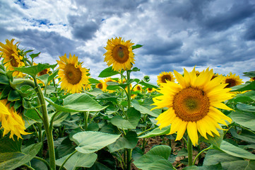 Fun sunflowers growth against blue sky.