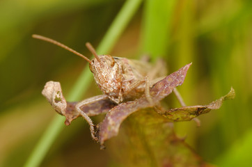 Grasshopper sit on leaf. Front side. Russian nature