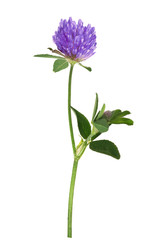 isolated single lilac clover flower on stem