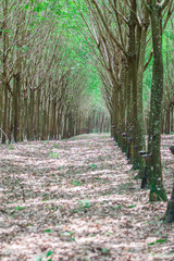 row of para rubber tree