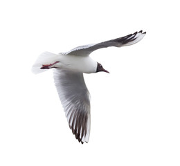 Fototapeta premium small isolated flying black-headed gull