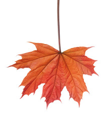 small autumn maple tree leaf isolated on white