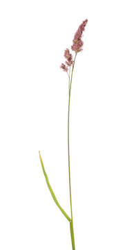 wild pink bloosoming plant on white