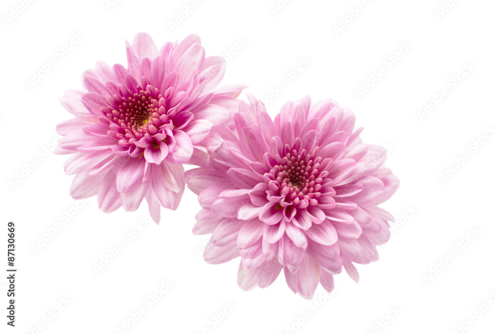 Poster chrysanthemum flower