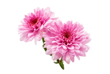 Photo sur Plexiglas Fleurs fleur de chrysanthème