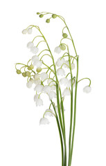 bunch of isolated lily-of-the-valley flowers