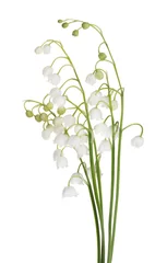 Crédence en verre imprimé Muguet bunch of isolated lily-of-the-valley flowers
