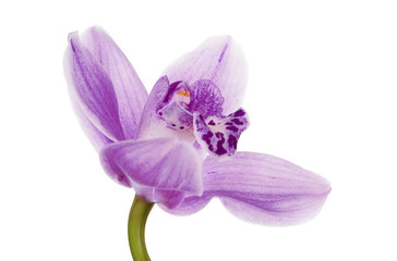 Naklejka na ściany i meble dark and light lilac isolated orchid bloom