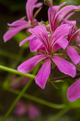 Pink flower in the garden close up