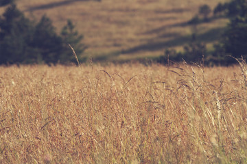 Golden wheat field.