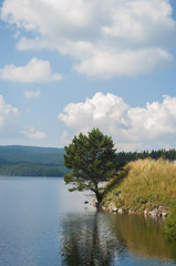Summer lake near the forest.with blue sky