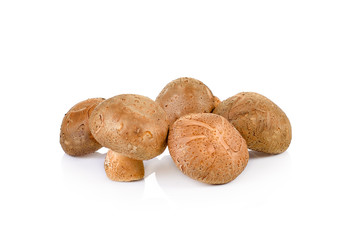 Shiitake mushroom on the White background