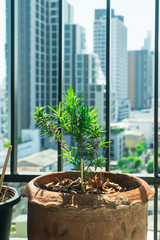 rosemary in pots