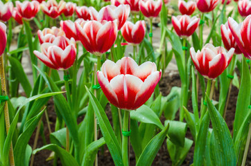 beautiful red tulips flower background