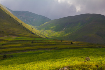 Obraz premium Paesaggio rurale con un campo coltivato con le lenticchie