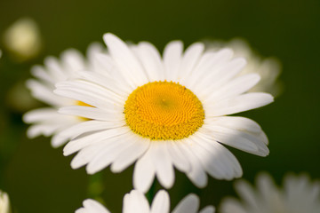 Obraz premium flower