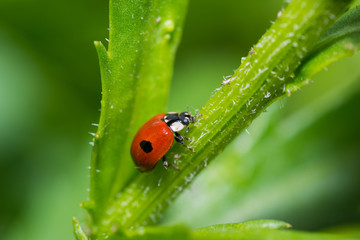 beetle