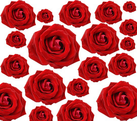 red rose isolated on white background