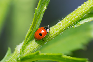 beetle