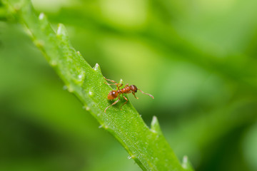 Naklejka premium animals ant