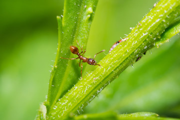 animals ant