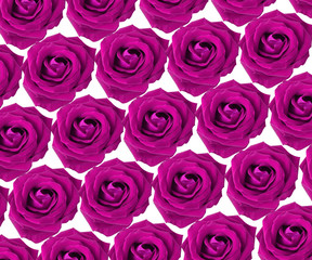 pink rose isolated on white background