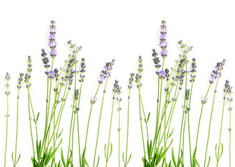 Fototapeta na wymiar Lavender flowers (Lavandula) on a white background