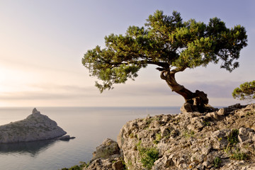  a lone pine tree growing on the slope of the mountain in the Crimea - Powered by Adobe