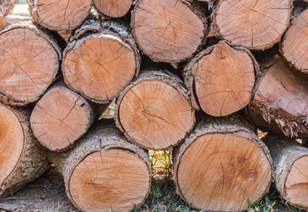 Firewood stacked up in a pile for kindle