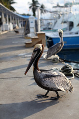 Pelicans