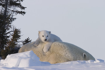 Eisbaerin mit Jungen