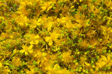 Yellow blossom of wild Saint John's wort  on a blurred backgroun