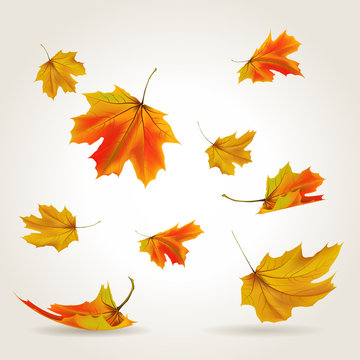 Falling leaves set, vector illustration