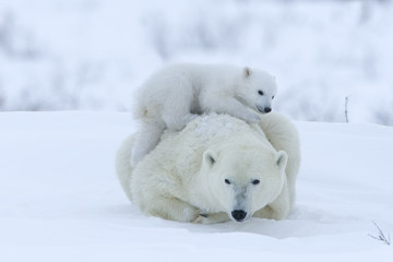 Eisbaerin mit Jungtieren