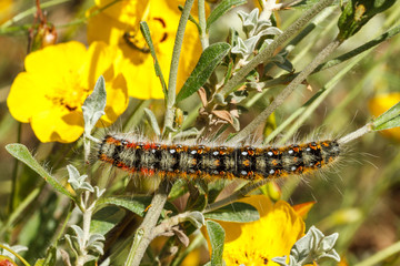 Oruga de Mariposa de las Jarillas. Planta Halimium ocymoides, Alcayuela.
