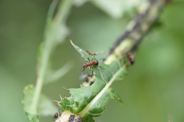 formiche formica insetto formica rossa 