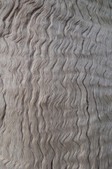 Wavy bark texture of a dead wood