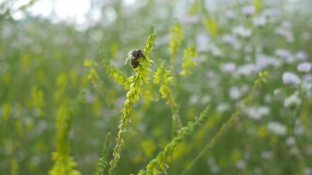 Bee on the Flower