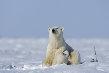 Eisbaerin mit Jungen