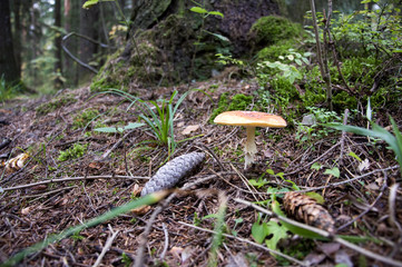Mushroom