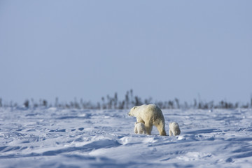 Eisbaerin mit Jungen