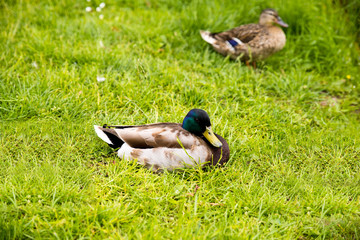 Enten im park