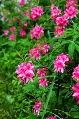 Many rhododendrons in the garden