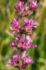 Lythrum salicaria. Flores de Arroyuella.
