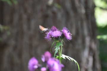 colibri insetto insetti fiore fiori 