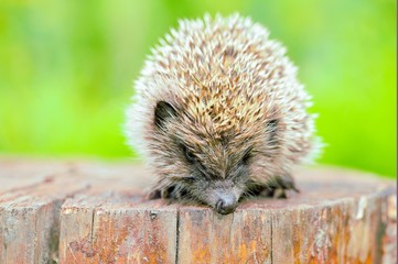 Hedgehogs. There are some 15 species of hedgehog in Europe, Asia, and Africa.