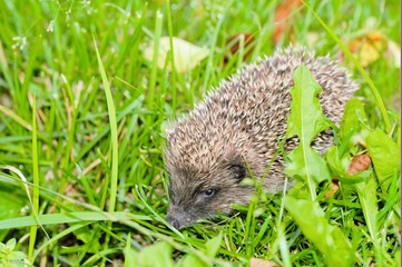 Hedgehogs. There are some 15 species of hedgehog in Europe, Asia, and Africa.